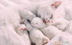 小猫出生几天可以摸,小猫出生多久可以摸,小猫出生后多久可以摸，小猫出生几天能摸