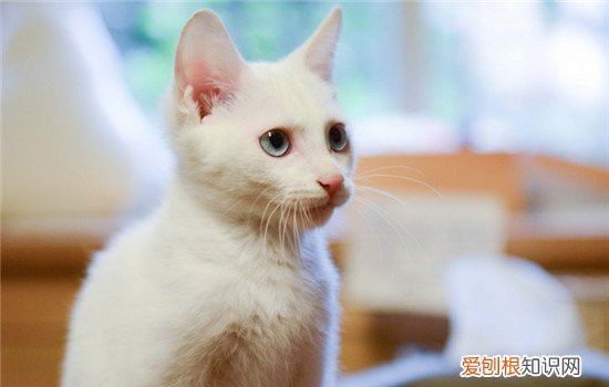 猫咪假怀孕的症状,猫咪假怀孕怎么判断,猫咪假怀孕怎么办，猫咪假怀孕是怎么回事