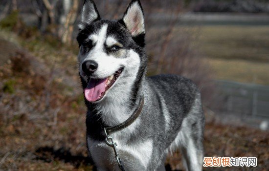 哈士奇乱叫有什么办法,哈士奇乱叫怎么办,怎么让哈士奇不乱叫