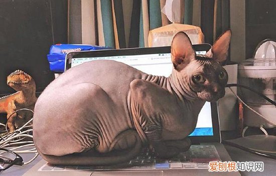 公猫发情了怎么办,公猫发情期间能绝育吗,公猫发情了怎么让它冷静，公猫发情时能绝育么