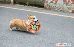 养柴犬的禁忌2岁大嘛 养柴犬的禁忌