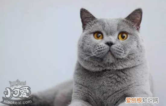 蓝猫发的情的特征,蓝猫发情的表现,蓝猫公猫发情的特征，蓝猫的性情特征是什么