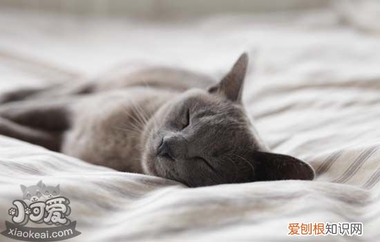 猫怀孕吃什么好,猫怀孕吃什么,猫怀孕能吃鱼吗，猫怀孕了能吃什么