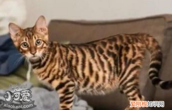 玩具虎猫难产有什么征兆