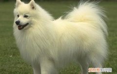 养银狐犬的人都后悔了 养银狐犬要注意些什么