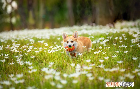 柯基可以吃什么蔬菜，柯基可以吃什么蔬菜和水果，柯基可以吃哪些蔬菜