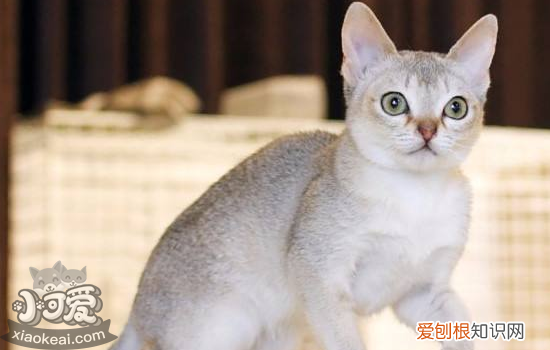 猫绝育前后注意事项,猫绝育前后需要注意什么,猫绝育前后注意什么，猫绝育之前注意事项