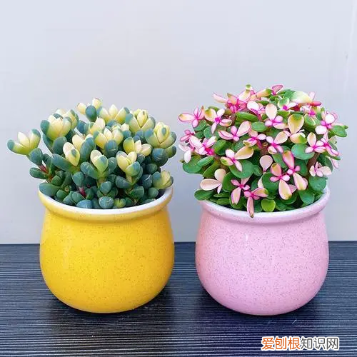 冬季梨树修剪技术视频教程 刮梨树皮的刀