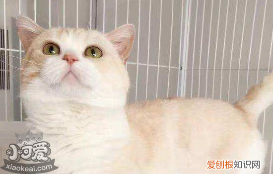 曼基康猫绝育要注意什么，曼基康公猫配种