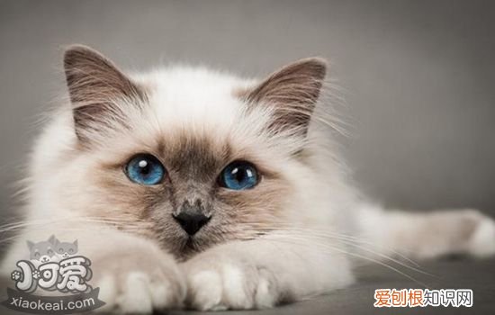 猫绝育的好处,猫绝育后注意事项,猫绝育护理,猫绝育需要注意啥