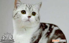 美国短毛猫为什么产后会呕吐，美短猫为什么老呕吐