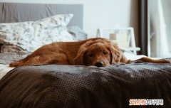 狗狗不认生跟陌生人走怎么办，狗狗不认生跟陌生人走怎么办呀