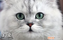 金吉拉猫产后要注意什么，金吉拉猫产后要注意什么