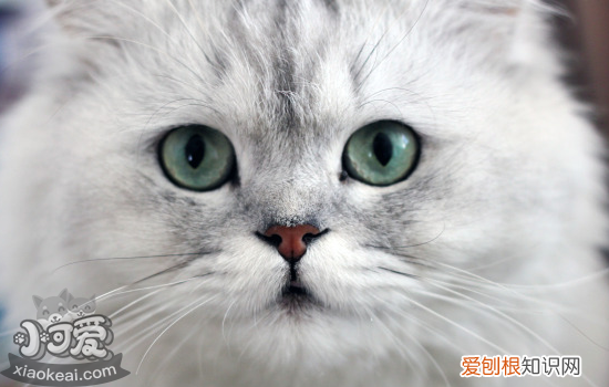 金吉拉猫产后要注意什么，金吉拉猫产后要注意什么