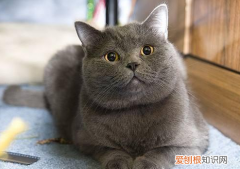 英短猫掉毛严重怎么解决 猫掉毛严重怎么办