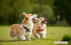 狗狗用什么代替沐浴露 超简单自制狗狗沐浴露