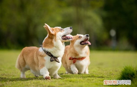 狗狗用什么代替沐浴露 超简单自制狗狗沐浴露