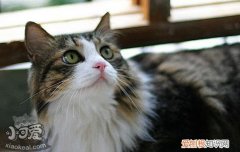 ,猫孕期补充什么营养,猫怀孕吃什么,挪威森林猫孕期怎么吃，怀孕的猫吃什么补充营养