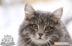 母猫产后护理,孕猫产后护理,挪威森林猫产后怎么护理，母猫产后清洁