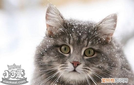 母猫产后护理,孕猫产后护理,挪威森林猫产后怎么护理，母猫产后清洁