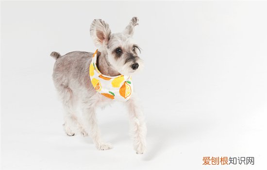 雪纳瑞见人乱叫是怎么训练，怎样训练雪纳瑞不乱叫，如何训练雪纳瑞叫