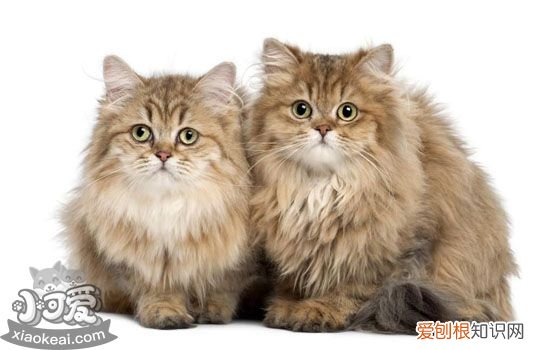 怎么给猫助产,人怎么给猫助产,英国长毛猫怎么助产，怎么助产猫咪