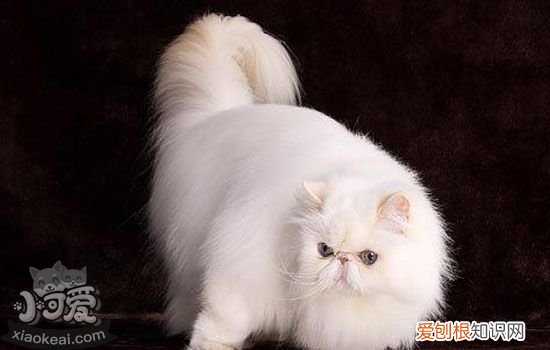 怎么给猫助产,人怎么给猫助产,英国长毛猫怎么助产，怎么助产猫咪