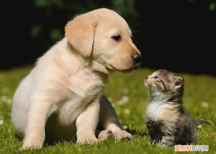 猫咪咳嗽是怎么回事怎么治疗 猫咪咳嗽是怎么回事