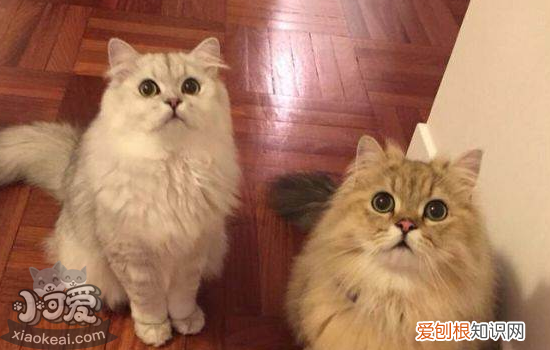 金吉拉猫难产怎么办,金吉拉生宝宝会难产吗，金吉拉猫做了绝育后怎么样