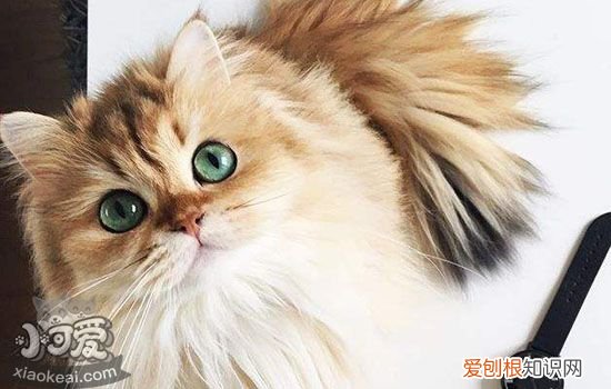 猫难产怎么办,英国长毛猫难产怎么办,猫难产的处理方法，猫难产的处理方法最有效