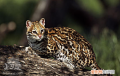 豹猫怀孕吃什么,豹猫怀孕注意事项，怀孕可以吃豹猫吗