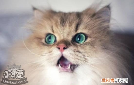 公猫绝育,猫绝育好吗,英国长毛猫什么时候绝育好，英国短毛猫绝育好不好