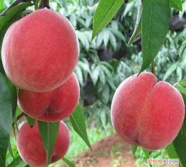 我国的本土作物有哪些 我国的本土作物的原始分布格局