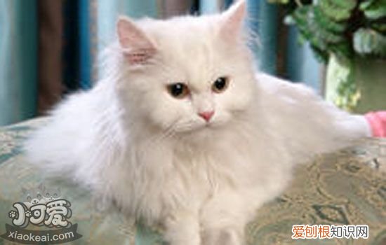 ,,猫怀孕了有什么症状,猫怀孕几个月,英国长毛猫怀孕怎么办，长毛猫孕期