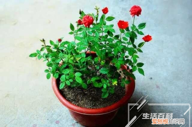 多肉佛珠怎么扦插繁殖 多肉佛珠怎么扦插成活率高一点