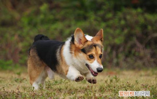 柯基犬打它能听话吗，有效果但要掌握方法，柯基不听话打有用吗