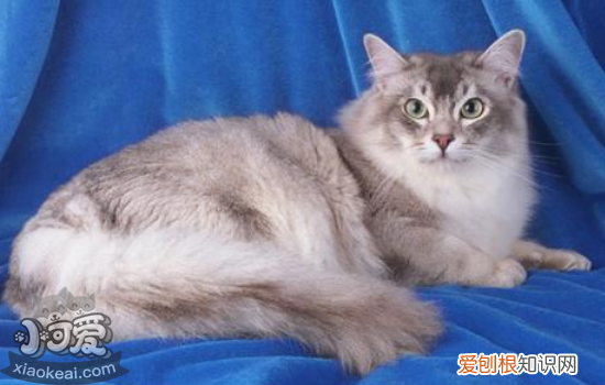 蒂凡尼猫产后怎么催奶,母猫产后催奶，怎么给产后母猫催乳