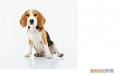 狗一激动就尿怎么办，狗狗一激动就漏尿是怎么回事，小狗狗一激动就漏尿