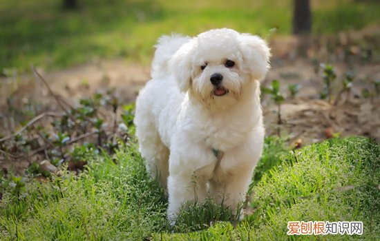 如何给比熊去泪痕 去比熊泪痕小妙招