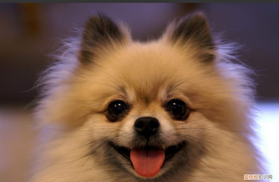 博美犬晚上叫怎么处理，博美犬晚上叫的解决办法，博美半夜叫唤怎么回事