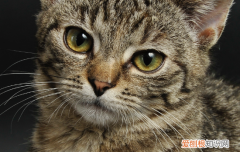 立耳猫耳朵为什么折了 立耳猫耳朵为什么折了原因