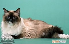 猫接生需要准备什么,怎么帮伯曼猫接生,帮猫接生，需要帮猫接生吗