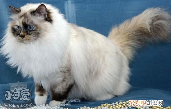 猫接生需要准备什么,怎么帮伯曼猫接生,帮猫接生，需要帮猫接生吗