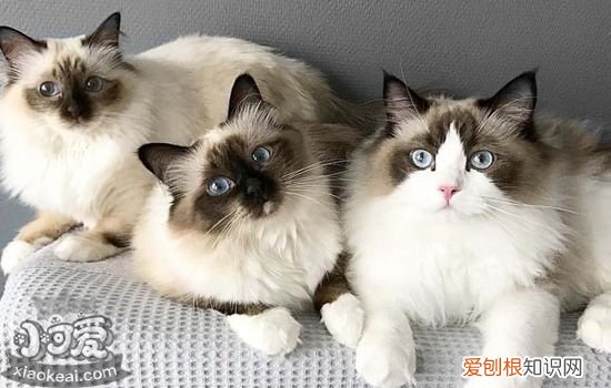 伯曼猫奶水不足怎么办,猫奶水不足怎么办,猫奶水不足的表现,怎么确定猫奶水不足