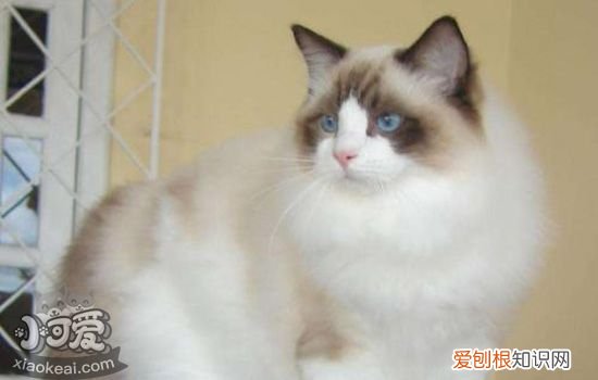 伯曼猫奶水不足怎么办,猫奶水不足怎么办,猫奶水不足的表现,怎么确定猫奶水不足