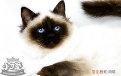 伯曼猫奶水不足怎么办,猫奶水不足怎么办,猫奶水不足的表现，怎么确定猫奶水不足