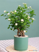 家里再穷也要养这3种花 未来10大暴利种植