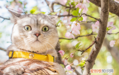 猫喝牛奶还是羊奶 猫喝牛奶还是羊奶好