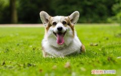 狗闻到什么气味就不来了怎么回事 狗闻到什么气味就不来了