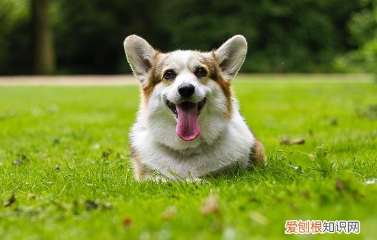 狗闻到什么气味就不来了怎么回事 狗闻到什么气味就不来了